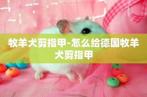 牧羊犬剪指甲-怎么給德國牧羊犬剪指甲