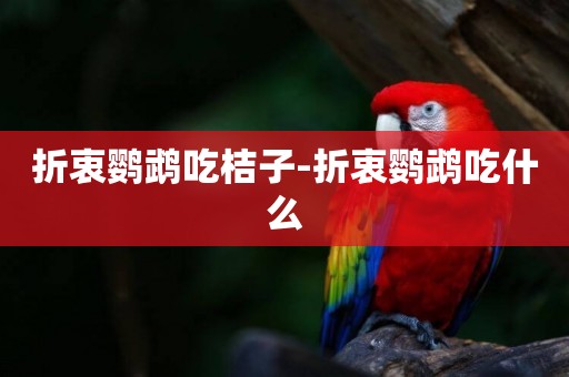折衷鸚鵡吃桔子-折衷鸚鵡吃什么