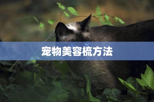 寵物美容梳方法