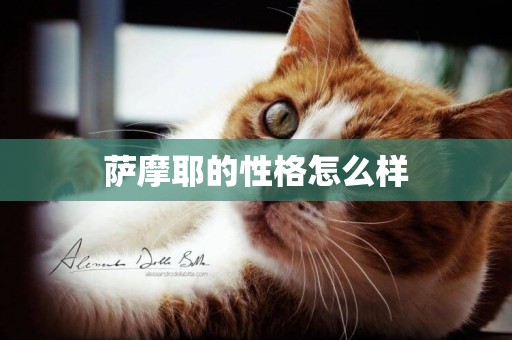 薩摩耶的性格怎么樣
