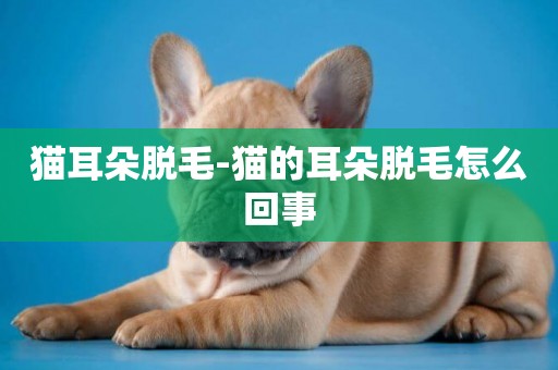 貓耳朵脫毛-貓的耳朵脫毛怎么回事