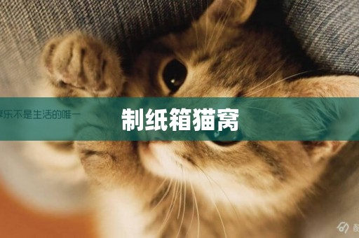 制紙箱貓窩