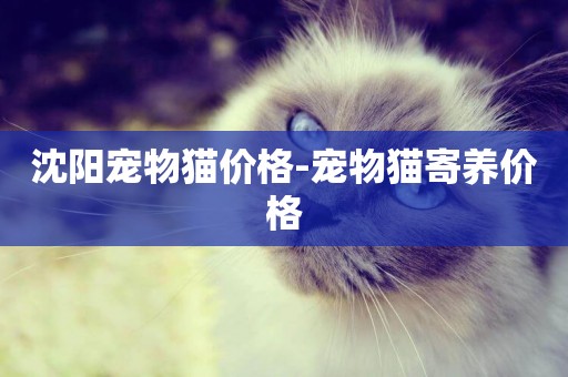 沈陽寵物貓價格-寵物貓寄養價格