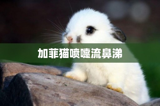 加菲貓噴嚏流鼻涕