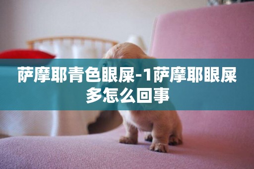 薩摩耶青色眼屎-1薩摩耶眼屎多怎么回事