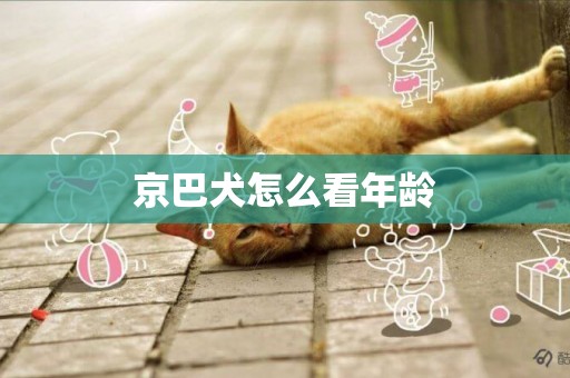 京巴犬怎么看年齡