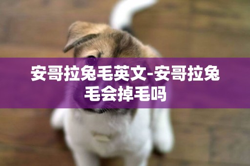 安哥拉兔毛英文-安哥拉兔毛會掉毛嗎