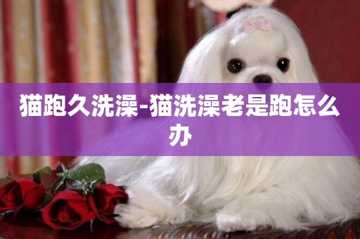 貓跑久洗澡-貓洗澡老是跑怎么辦