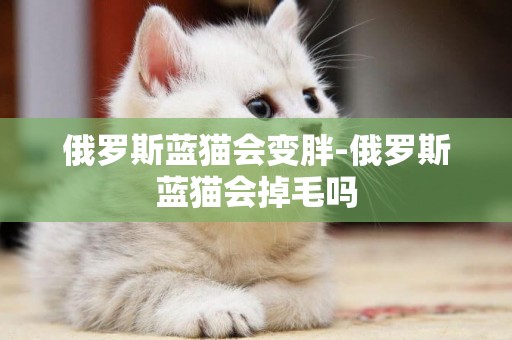 俄羅斯藍貓會變胖-俄羅斯藍貓會掉毛嗎