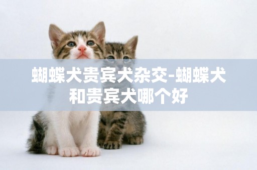 蝴蝶犬貴賓犬雜交-蝴蝶犬和貴賓犬哪個好