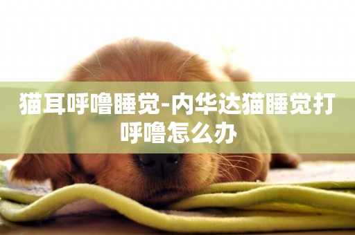 貓耳呼嚕睡覺-內華達貓睡覺打呼嚕怎么辦