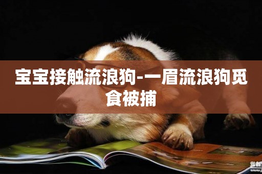 寶寶接觸流浪狗-一眉流浪狗覓食被捕