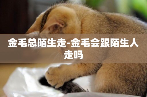 金毛總陌生走-金毛會跟陌生人走嗎