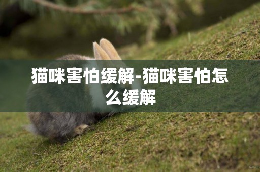 貓咪害怕緩解-貓咪害怕怎么緩解