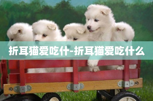 折耳貓愛吃什-折耳貓愛吃什么
