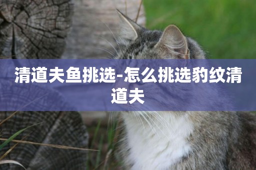 清道夫魚挑選-怎么挑選豹紋清道夫