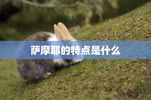 薩摩耶的特點是什么