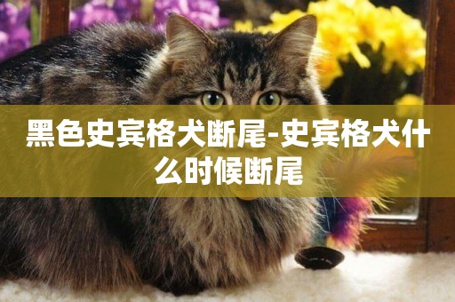 黑色史賓格犬斷尾-史賓格犬什么時候斷尾