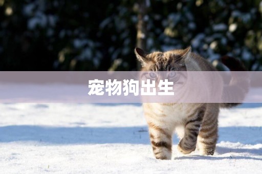 寵物狗出生