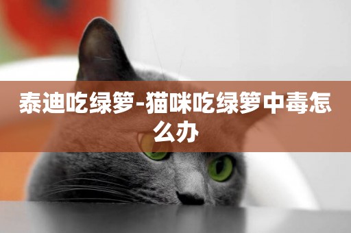 泰迪吃綠籮-貓咪吃綠籮中毒怎么辦