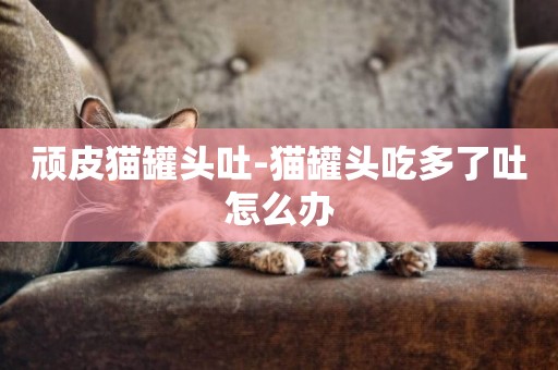 頑皮貓罐頭吐-貓罐頭吃多了吐怎么辦