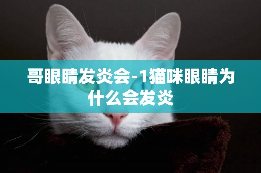 哥眼睛發炎會-1貓咪眼睛為什么會發炎