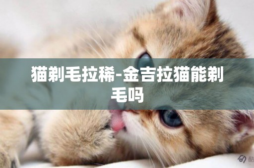 貓剃毛拉稀-金吉拉貓能剃毛嗎