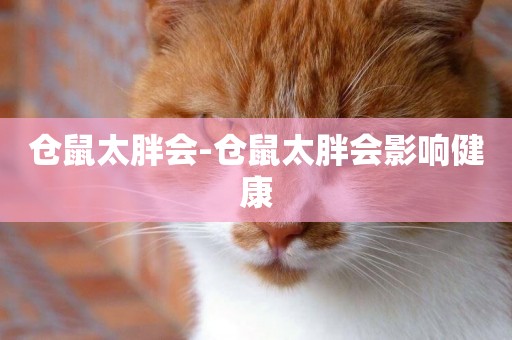 倉鼠太胖會-倉鼠太胖會影響健康
