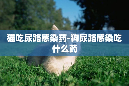 貓吃尿路感染藥-狗尿路感染吃什么藥