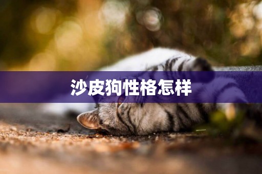 沙皮狗性格怎樣