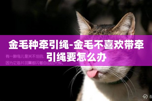金毛種牽引繩-金毛不喜歡帶牽引繩要怎么辦