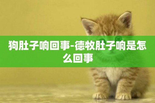 狗肚子響回事-德牧肚子響是怎么回事