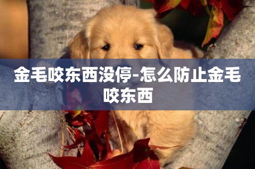 金毛咬東西沒停-怎么防止金毛咬東西