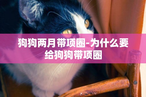 狗狗兩月帶項圈-為什么要給狗狗帶項圈