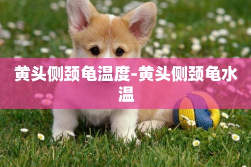 黃頭側頸龜溫度-黃頭側頸龜水溫