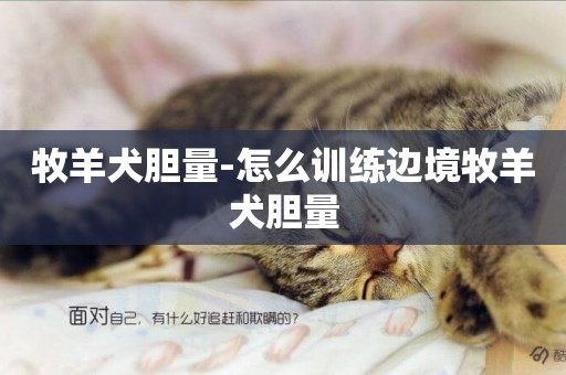 牧羊犬膽量-怎么訓練邊境牧羊犬膽量