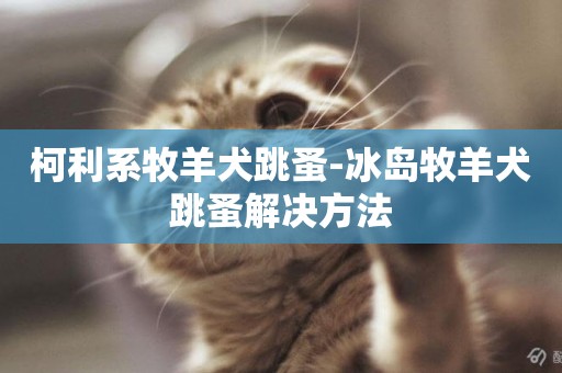 柯利系牧羊犬跳蚤-冰島牧羊犬跳蚤解決方法