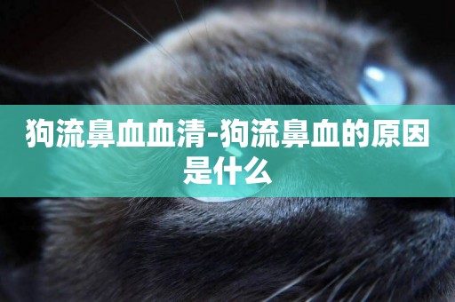 狗流鼻血血清-狗流鼻血的原因是什么