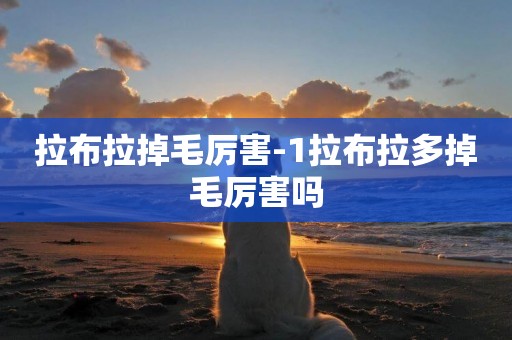 拉布拉掉毛厲害-1拉布拉多掉毛厲害嗎