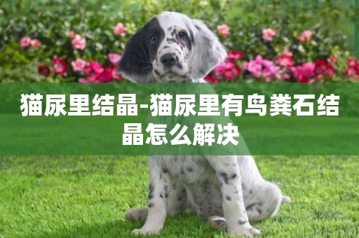 貓尿里結晶-貓尿里有鳥糞石結晶怎么解決
