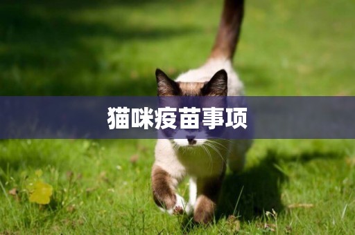 貓咪疫苗事項