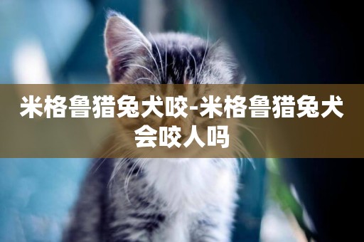 米格魯獵兔犬咬-米格魯獵兔犬會咬人嗎