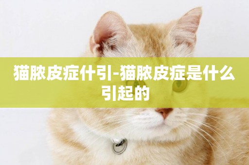 貓膿皮癥什引-貓膿皮癥是什么引起的
