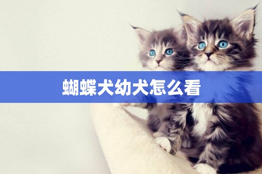 蝴蝶犬幼犬怎么看