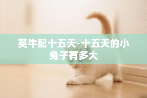 英牛配十五天-十五天的小兔子有多大