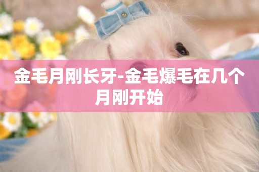 金毛月剛長牙-金毛爆毛在幾個月剛開始