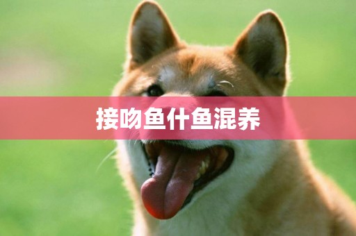接吻魚什魚混養