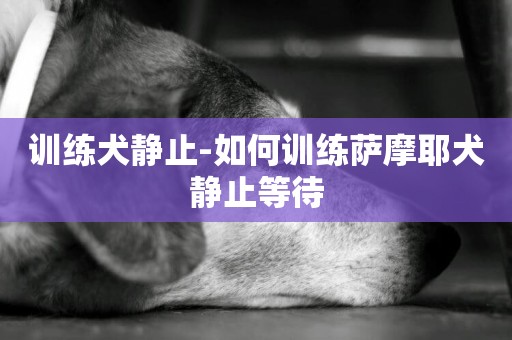 訓練犬靜止-如何訓練薩摩耶犬靜止等待