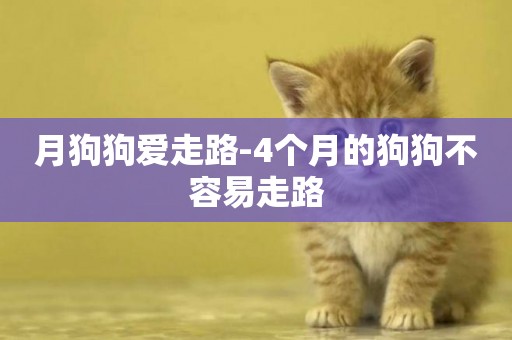 月狗狗愛走路-4個月的狗狗不容易走路