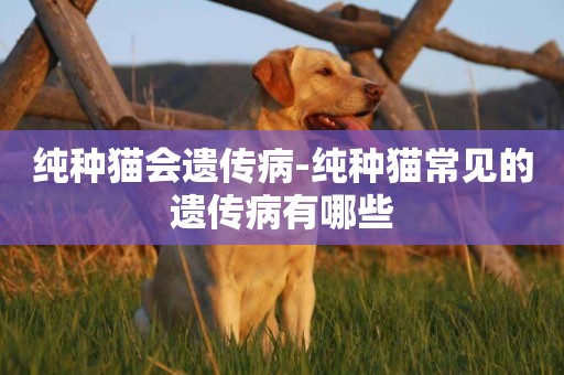 純種貓會遺傳病-純種貓常見的遺傳病有哪些